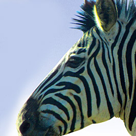 Vryheid - Our Flora & Fauna